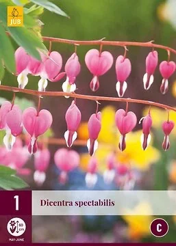 Dicentra Spectabilis
