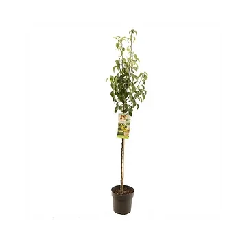 Handpeer (Pyrus comm. Conference halfstam) H 200 ø 27 cm