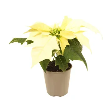 Kerstster mini (Euphorbia Pulcherrima) Alaska 12 cm