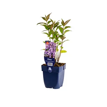 Vlambloem (Phlox (P) 'Sw. Summer Fantasy') ø 11 cm
