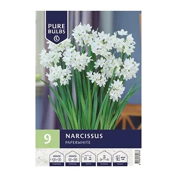 Pure Bulbs Bloembollen Narcis (Narcissus 'Paperwhite') 9 stuks