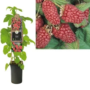 Loganbes (Rubus Loganberry) H 75