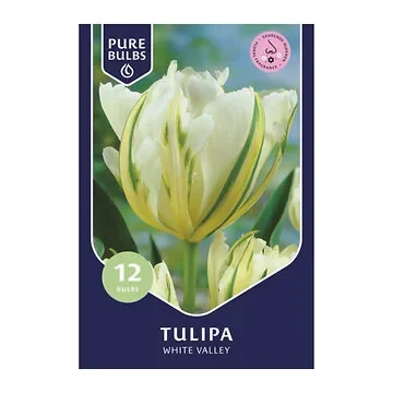 Pure Bulbs Bloembollen Tulp (Tulipa 'White Valley') 12 stuks