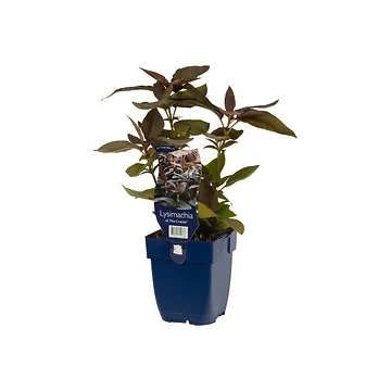 Wederik (Lysimachia cil. 'Fire Cracker') ø 11 cm