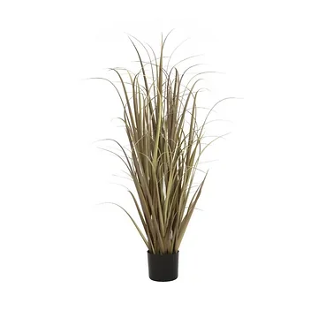 Pluimgras 120 cm naturel