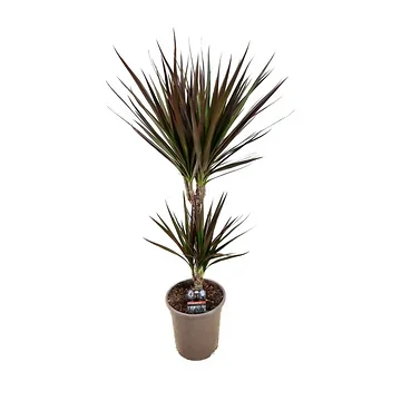 Drakenbloedboom (Dracaena Marginata Magenta) H 80 ø 17 cm