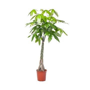 Geldboom (Pachira Aquatica XL) H 190 ø 35 cm