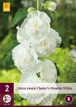 Alcea Rosea Double White