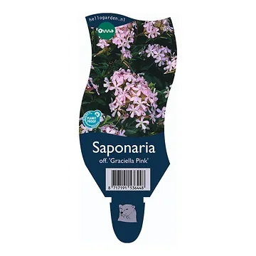 Zeepkruid (Saponaria off. 'Graciella Pink') ø 11 cm