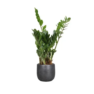 Zamioculcas Zamiifolia H 50 ø 17 cm