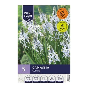 Pure Bulbs Bloembollen Prairielelie (Camassia 'Cusickii') 5 stuks