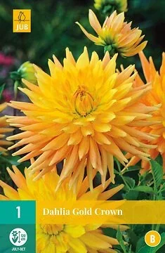 Dahlia Gold Crown