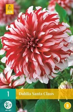 Dahlia Santa Claus