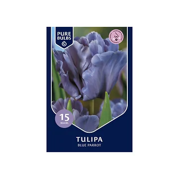 Pure Bulbs Tulipa Blue Parrot 12 bollen