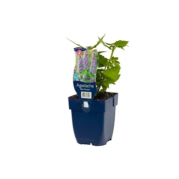 Anijsplant (Agastache 'Blue Fortune') ø 11 cm