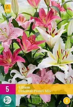 Lilium Oriental Pastel Mix