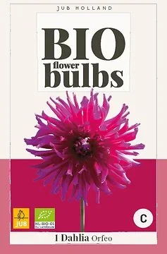 Bio Dahlia Orfeo