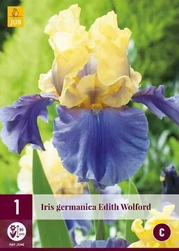 Iris Germanica Edith Wolford