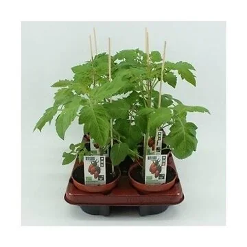 San Marzano tomaat (Lycopersicon esculentum) BIO 12 cm pot