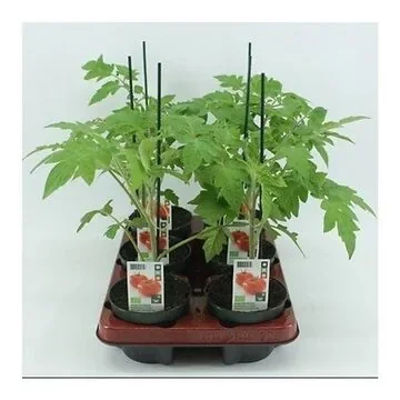Vleestomaat Geënt (Lycopersicon esculentum) BIO