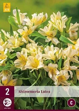 Alstroemeria Lutea