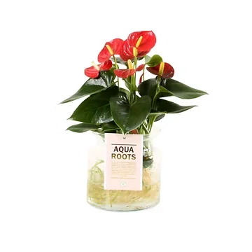 Flamingoplant (Anthurium Aqua Roots Red Champion) H 40 ø 12 cm