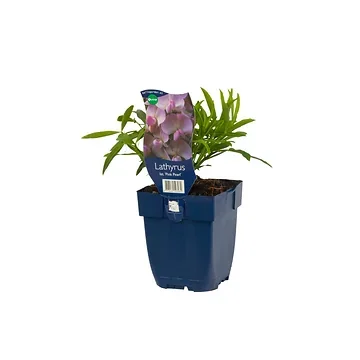 Pronkerwt (Lathyrus lat. 'Pink Pearl') ø 11 cm
