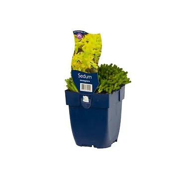 Zacht vetkruid (Sedum sexangulare) ø 11 cm