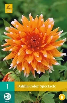 Dahlia Color Spectacle