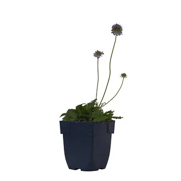 Duifkruid (Scabiosa col. 'Pincushion Blue') ø 11 cm