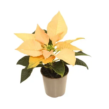 Kerstster mini (Euphorbia Pulcherrima) Autumn Leaves 12 cm