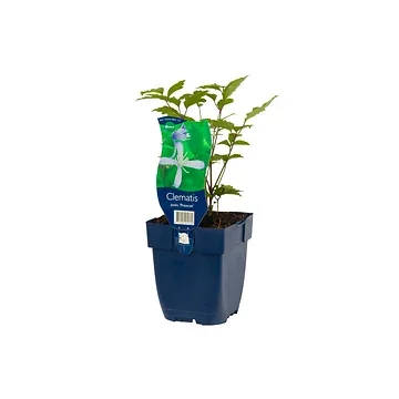 Bosrank (Clematis jouin. 'Praecox') ø 11 cm