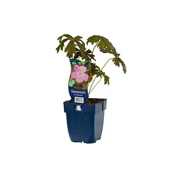 Ooievaarsbek (Geranium macul. 'Espresso') ø 11 cm