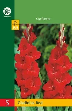 Low Budget Gladiolus Red