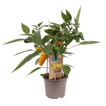 Plukpaprika mini geel (Capsicum Anuum) H 40 ø 14 cm