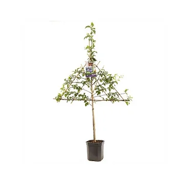 Donkerblauwe pruim (Prunus dom. Hauszwetsche leivorm) H 160 ø 24 cm