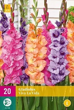 Gladiolus Viva La Vida
