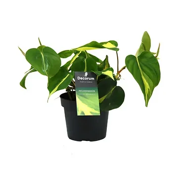 Philodendron Scandens Brasil H 15 ø 12 cm