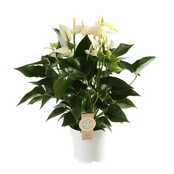 Flamingoplant (Anthurium White Champion) H 50 ø 14 cm