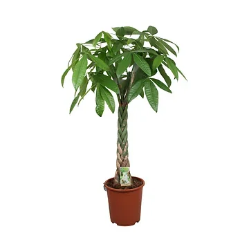 Geldboom (Pachira Aquatica) H 150 ø 27 cm