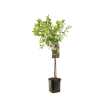 Blauwe pruim (Prunus dom. Opal laagstam) H 160 ø 24 cm