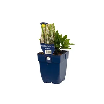Virginische Ereprijs (Veronicastrum virg. 'Album') ø 11 cm
