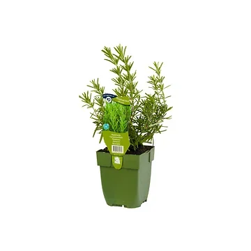 Rozemarijn kruid (Rosmarinus officinalis) ø 11 cm