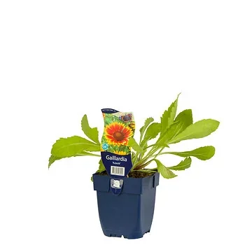 Kokardebloem (Gaillardia 'Kobold') ø 11 cm