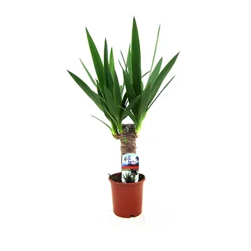 Palmlelie (Yucca Elephantipes) H 45 ø 11 cm