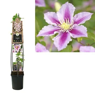 Bosrank (Clematis 'Piilu') H 120