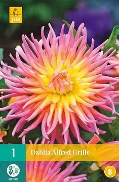 Dahlia Alfred Grille