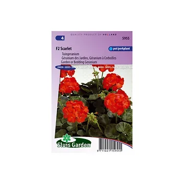 Pelargonium F2 Scarlet