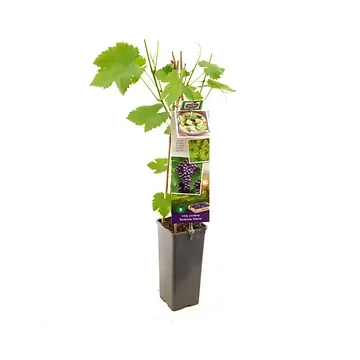 Blauwe druif (Vitis vinifera Boskoop Glorie) H 60 ø 11 cm cm