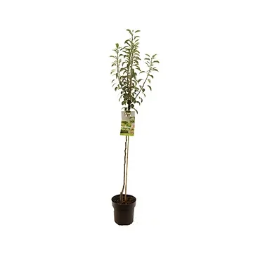 Handpeer (Pyrus comm. Doyenné du Comice half) H 200 ø 27 cm